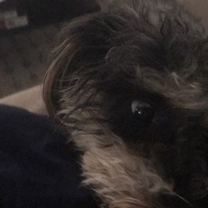 Meet your Posher, Adrianne